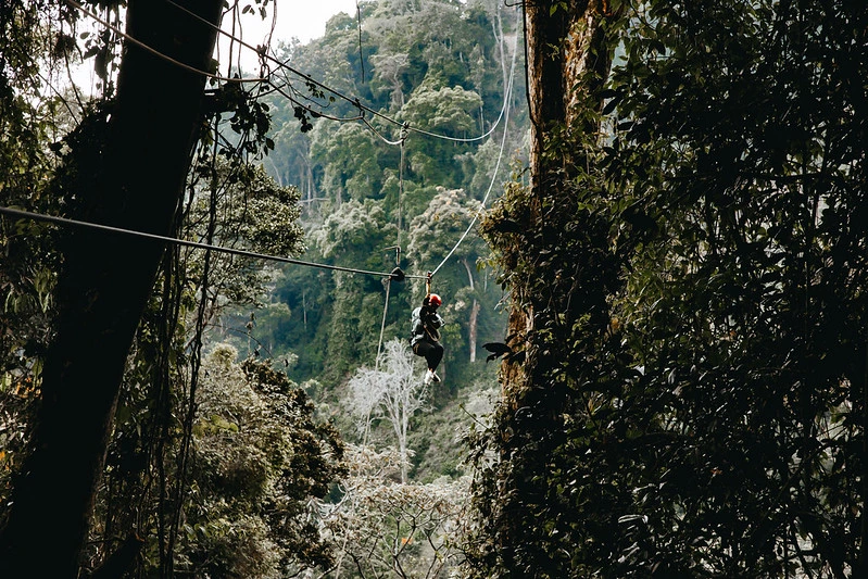 Scenic walking trail winding through the dense rainforest of Nyungwe National Park, Rwanda