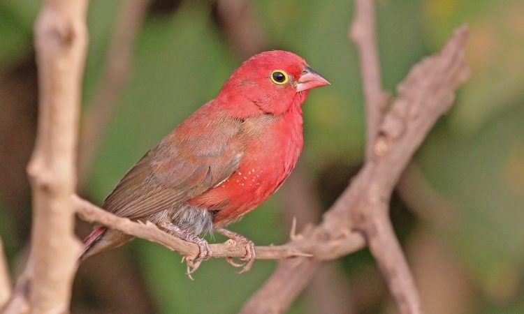 Rwanda Gorilla Quest