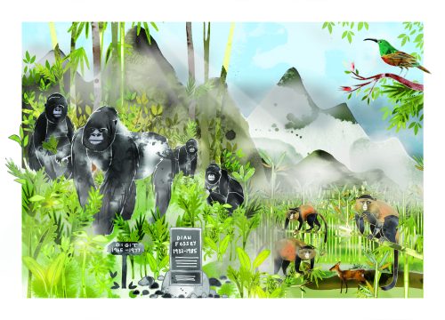 Volcanoes Gorilla Trekking