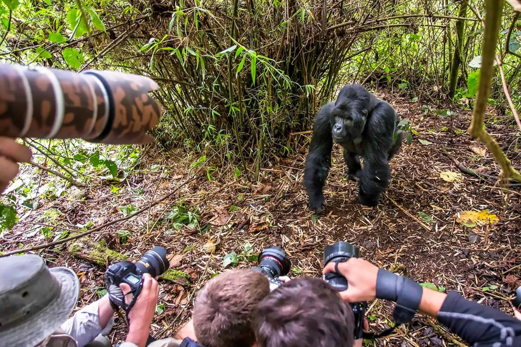Rwanda Gorilla Quest