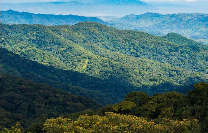 Rwanda Gorilla Quest