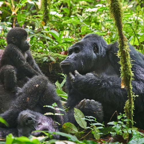 2-Day Gorilla & Golden Monkey Safari.