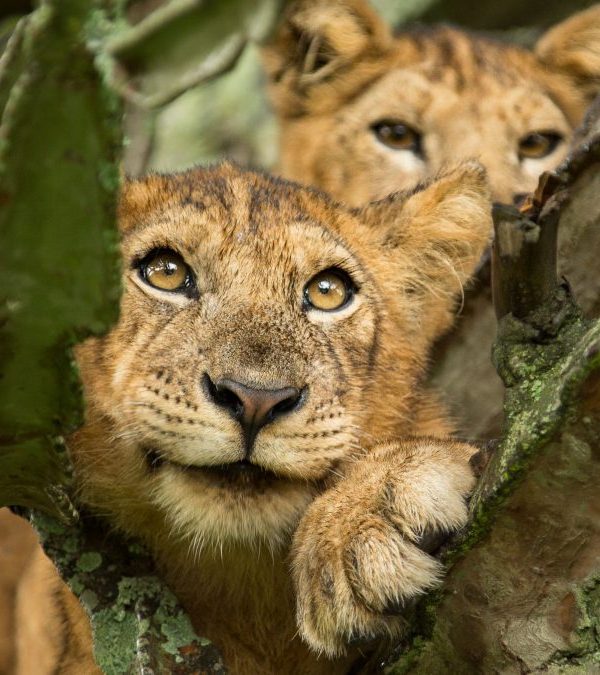 Explore Queen Elizabeth National Park Uganda's top wildlife destination.