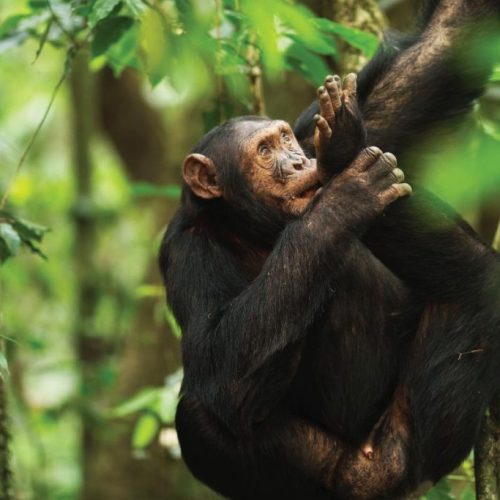 Chimpanzee Trekking & Canopy Walk