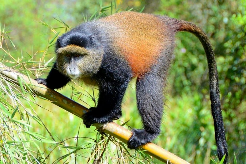 Golden monkey trekking